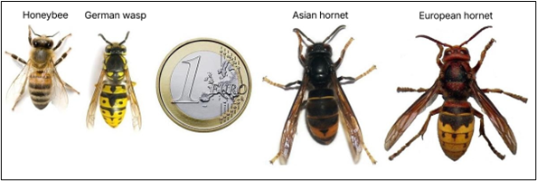 Asian hornets