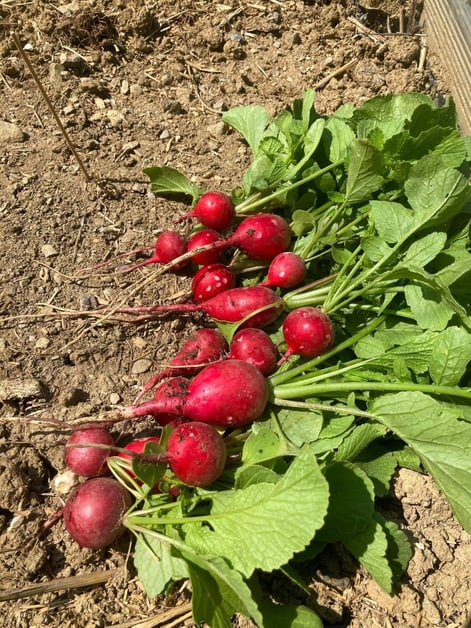 community-garden-6