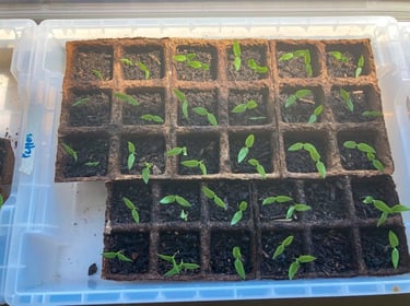community-garden-isl