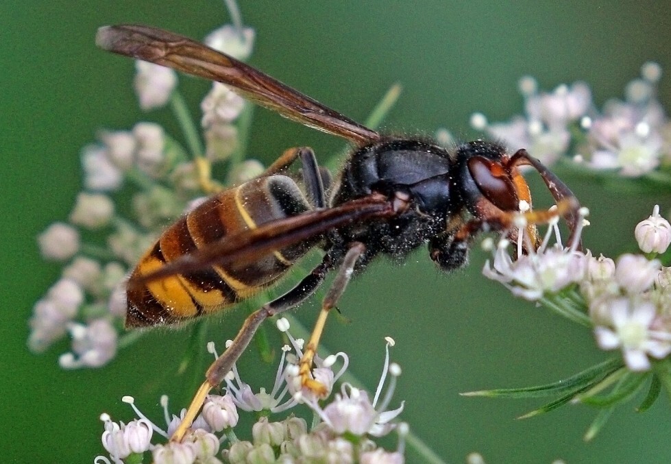 Asian Hornet