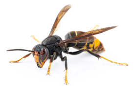 asian hornet single